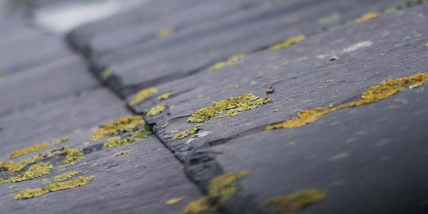 Mold or Mildew